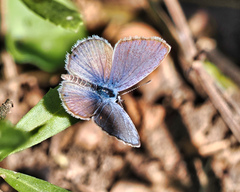 Hemiargus ceraunus