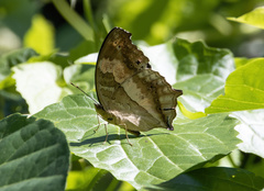 Yoma sabina