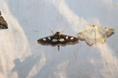 Desmia funeralis