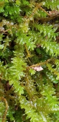 Anomodon viticulosus