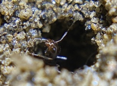 Dorymyrmex insanus