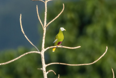 Ptilinopus hyogastrus