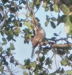 Myiarchus stolidus