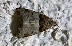 Cobubatha dividua