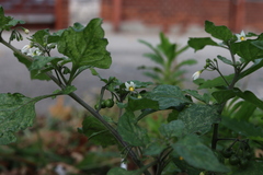 Solanum nigrum
