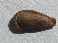 Asclepias fascicularis