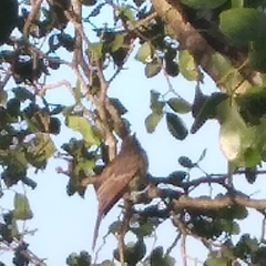 Myiarchus stolidus