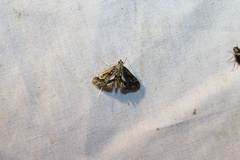 Parapoynx obscuralis