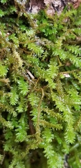 Anomodon viticulosus