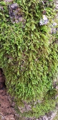 Anomodon viticulosus