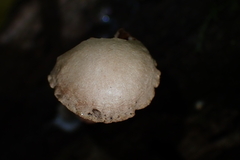 Galerina marginata