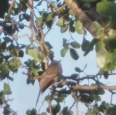 Myiarchus stolidus