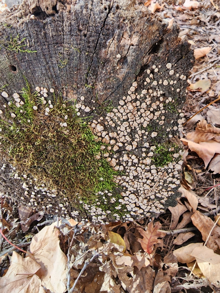 ceramic parchment from Harrison Township, IN 46714, USA on October 16