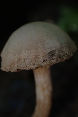Galerina marginata