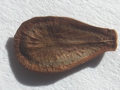 Asclepias fascicularis