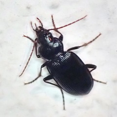 Nebria