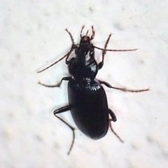 Nebria