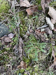Viola pedata
