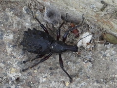 Megalometides cacicus