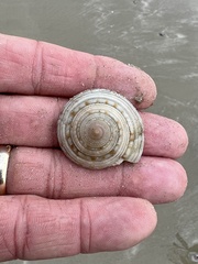 Architectonica nobilis