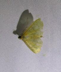 Loxomorpha flavidissimalis