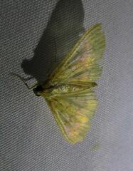 Loxomorpha flavidissimalis
