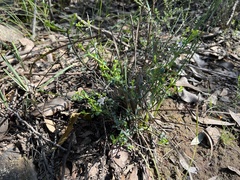 Philotheca verrucosa