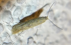 Yponomeutoidea