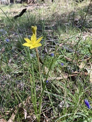 Bulbine bulbosa