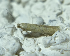 Yponomeutoidea