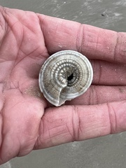 Architectonica nobilis
