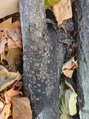 Biscogniauxia marginata