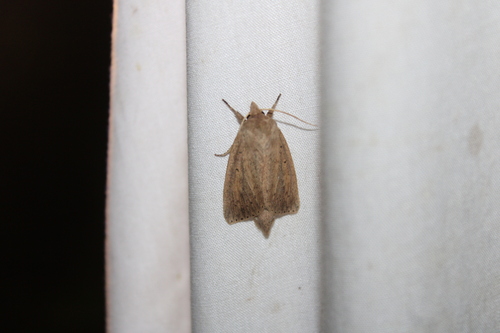 Oblong Sedge Borer Moth photo 4