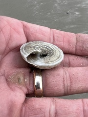 Architectonica nobilis