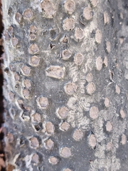 Biscogniauxia marginata