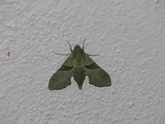 Proserpinus terlooii