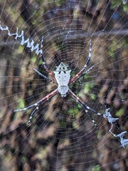 Argiope submaronica