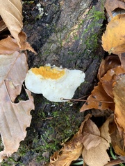 Hypomyces aurantius