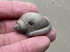 Semicassis granulata