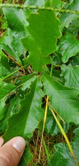 Quercus prinoides