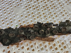 Biscogniauxia marginata