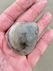 Laevicardium serratum