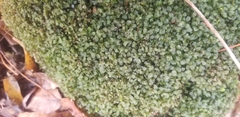 Rhizomnium punctatum