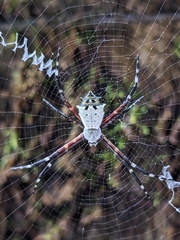 Argiope submaronica