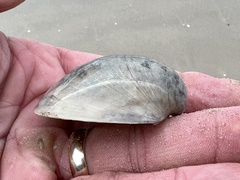 Laevicardium serratum