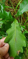 Quercus prinoides