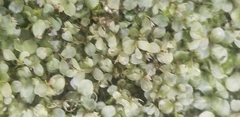 Rhizomnium punctatum