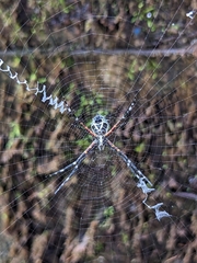 Argiope submaronica