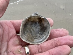 Laevicardium serratum