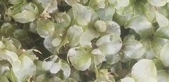 Rhizomnium punctatum